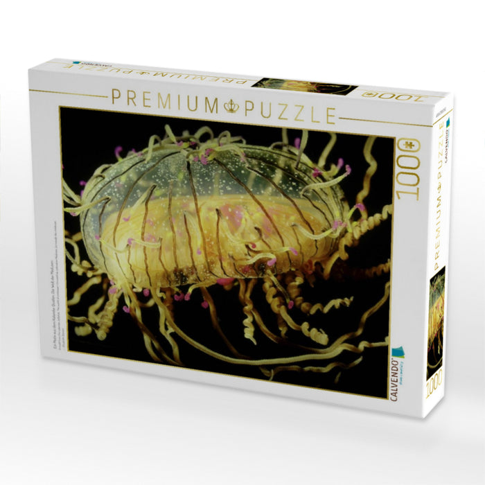Ein Motiv aus dem Kalender Quallen. Die Welt der Medusen - CALVENDO Foto-Puzzle'