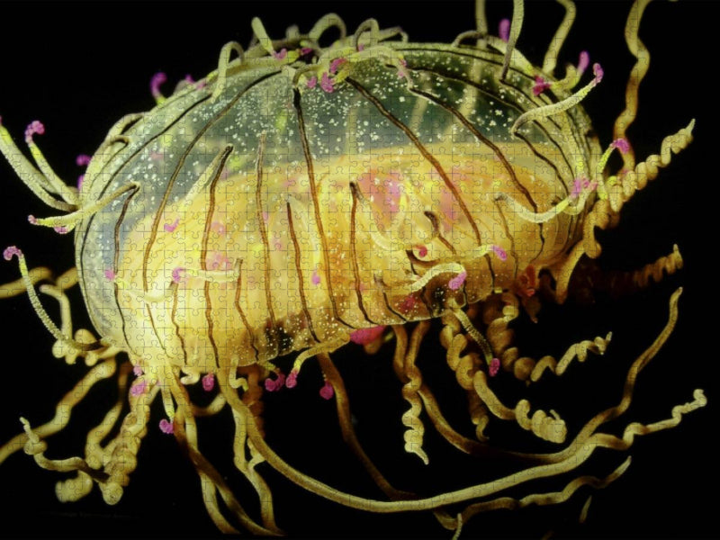 Ein Motiv aus dem Kalender Quallen. Die Welt der Medusen - CALVENDO Foto-Puzzle'
