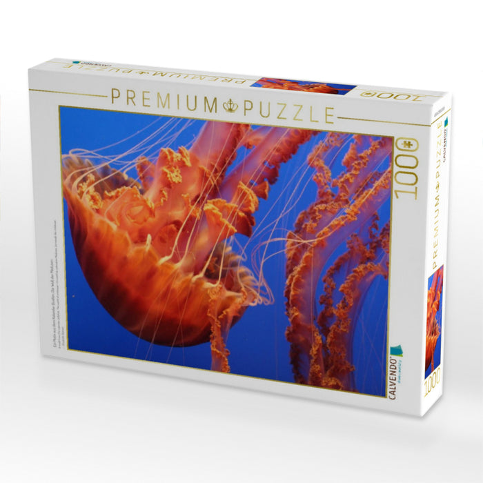 Ein Motiv aus dem Kalender Quallen. Die Welt der Medusen - CALVENDO Foto-Puzzle'