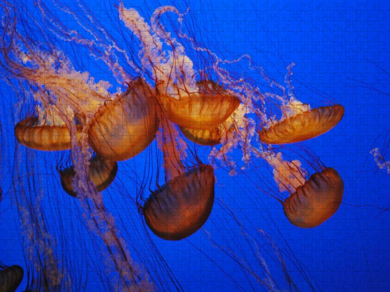 Ein Motiv aus dem Kalender Quallen. Die Welt der Medusen - CALVENDO Foto-Puzzle'