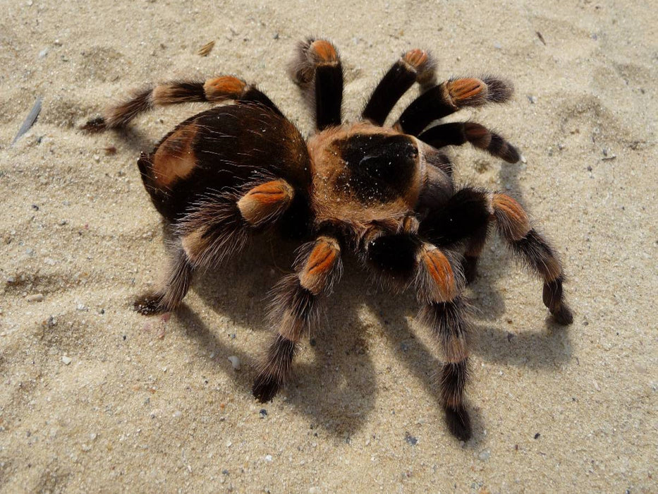 Mexikanische Vogelspinne - CALVENDO Foto-Puzzle'