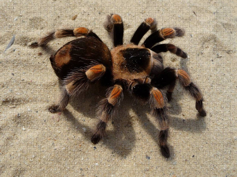 Mexikanische Vogelspinne - CALVENDO Foto-Puzzle'