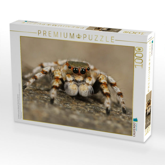 Ein Motiv aus dem Kalender Faszination Spinnen - CALVENDO Foto-Puzzle'