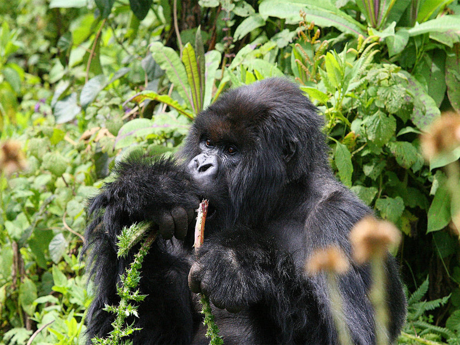Berggorillas - Mahlzeit - CALVENDO Foto-Puzzle'