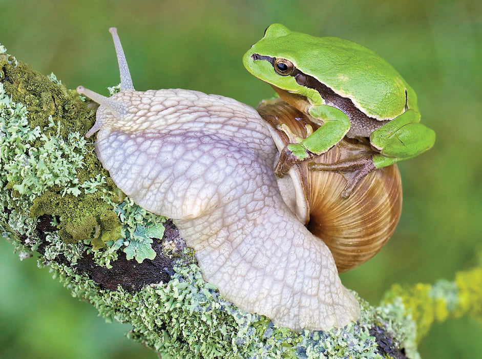 Rainette/escargot de vigne - Puzzle photo CALVENDO 
