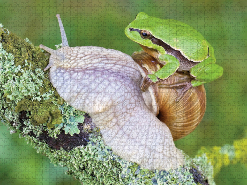 Rainette/escargot de vigne - Puzzle photo CALVENDO 