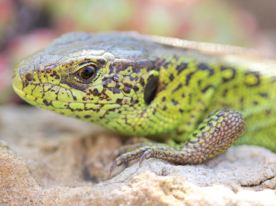Lézard des sables - Puzzle photo CALVENDO 
