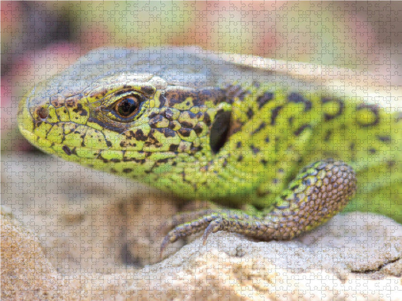 Lézard des sables - Puzzle photo CALVENDO 