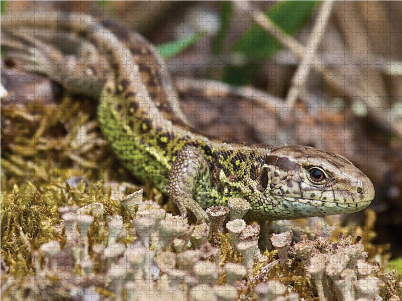Sand Lizard - CALVENDO Photo Puzzle 