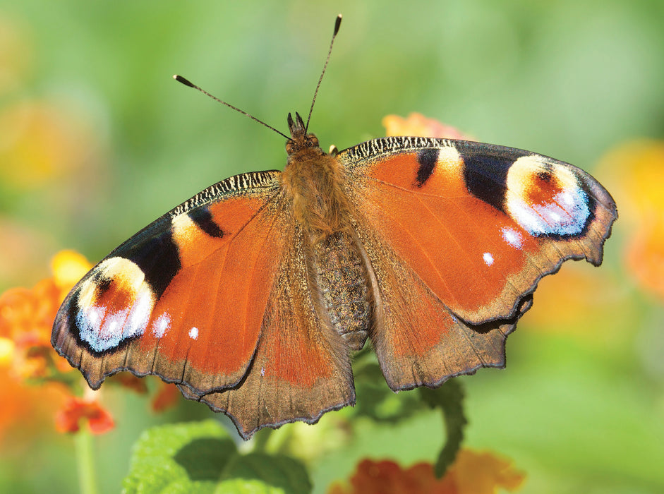 Peacock butterfly - CALVENDO photo puzzle 