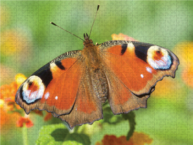 Peacock butterfly - CALVENDO photo puzzle 
