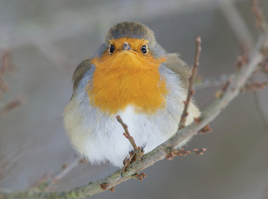 Robin - CALVENDO photo puzzle 