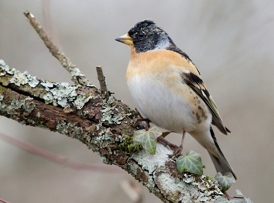 Brambling - CALVENDO photo puzzle 