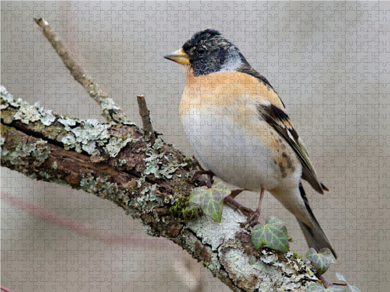 Brambling - CALVENDO photo puzzle 