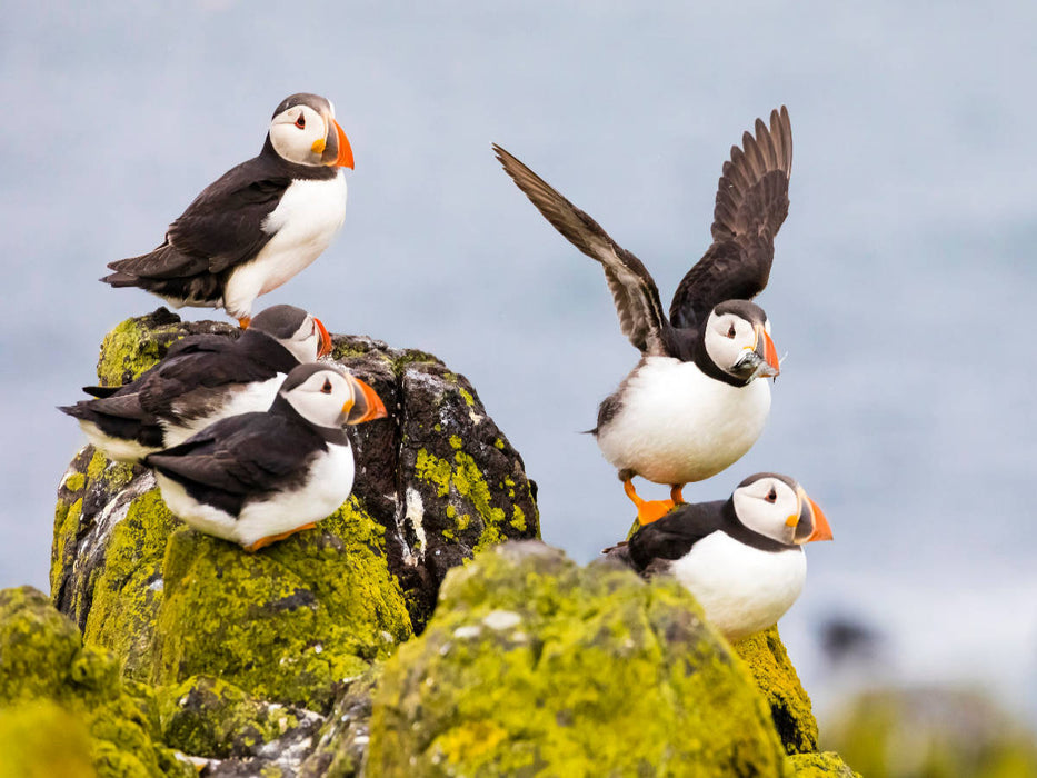 Gruppe Papageientaucher - Fratercula arctica - CALVENDO Foto-Puzzle'