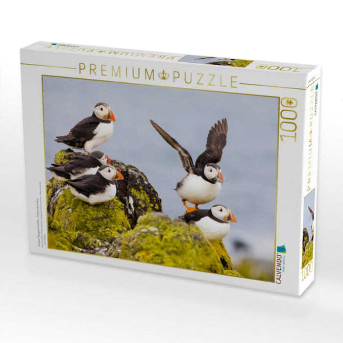 Gruppe Papageientaucher - Fratercula arctica - CALVENDO Foto-Puzzle'