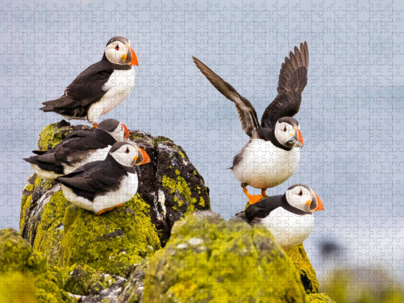 Gruppe Papageientaucher - Fratercula arctica - CALVENDO Foto-Puzzle'