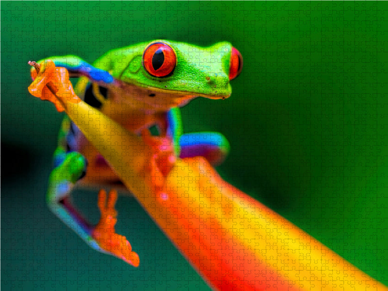 Rotaugenlaubfrosch 2000 Teile Puzzle quer - CALVENDO Foto-Puzzle'