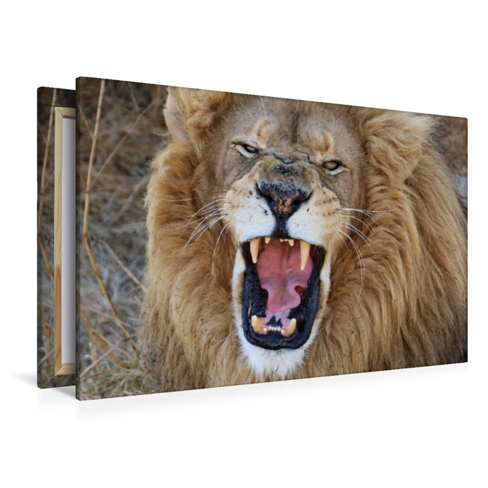 Premium Textil-Leinwand Ein Motiv aus dem Kalender LION KING SELFIES Löwen hautnah