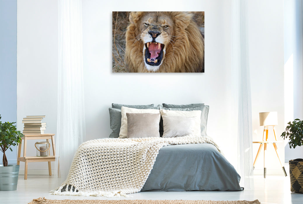 Premium Textil-Leinwand Premium Textil-Leinwand 120 cm x 80 cm quer Ein Motiv aus dem Kalender LION KING SELFIES Löwen hautnah