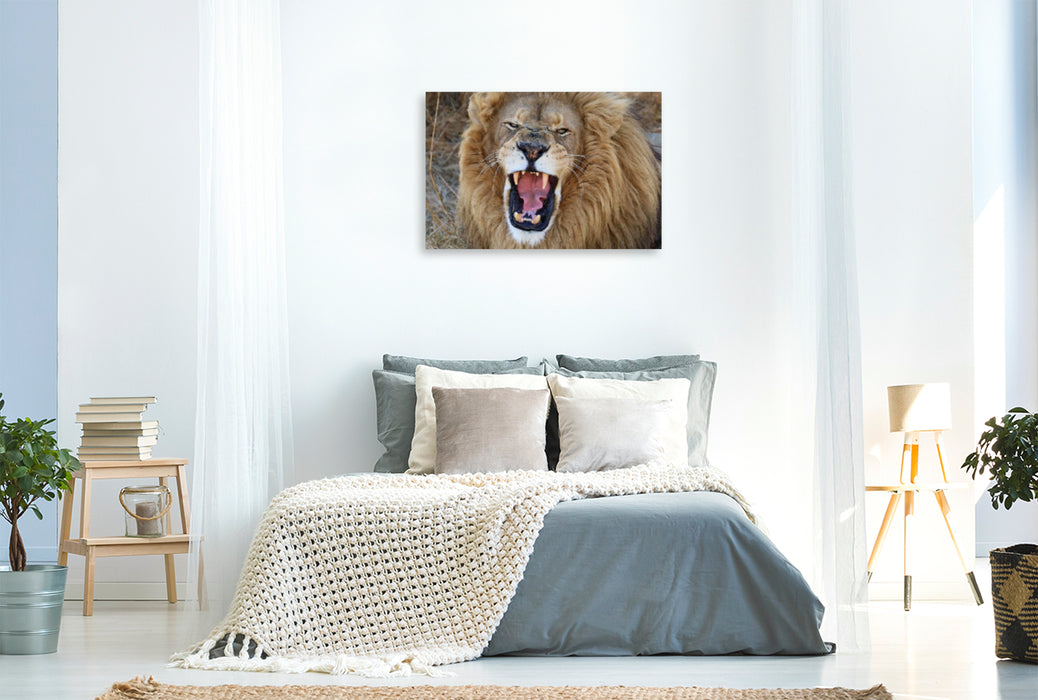 Premium Textil-Leinwand Premium Textil-Leinwand 120 cm x 80 cm quer Ein Motiv aus dem Kalender LION KING SELFIES Löwen hautnah