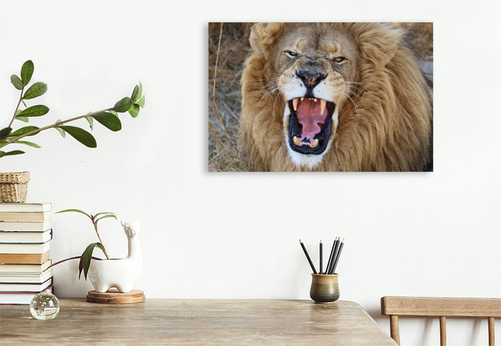 Premium Textil-Leinwand Premium Textil-Leinwand 120 cm x 80 cm quer Ein Motiv aus dem Kalender LION KING SELFIES Löwen hautnah