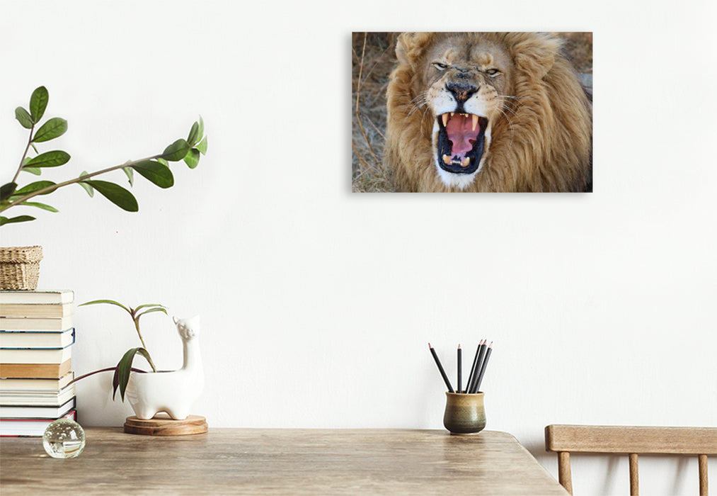 Premium Textil-Leinwand Premium Textil-Leinwand 120 cm x 80 cm quer Ein Motiv aus dem Kalender LION KING SELFIES Löwen hautnah