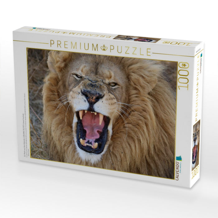 Ein Motiv aus dem Kalender LION KING SELFIES Löwen hautnah - CALVENDO Foto-Puzzle'