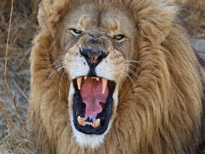 Ein Motiv aus dem Kalender LION KING SELFIES Löwen hautnah - CALVENDO Foto-Puzzle'