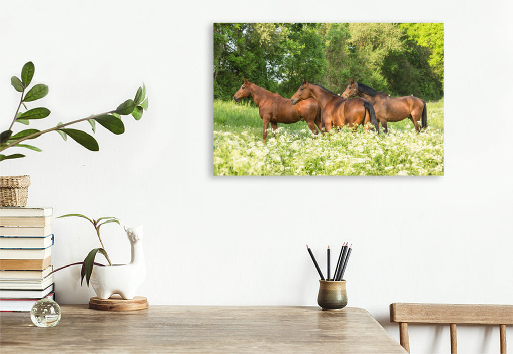 Premium textile canvas Premium textile canvas 120 cm x 80 cm landscape A motif from the calendar Horses in the Green 