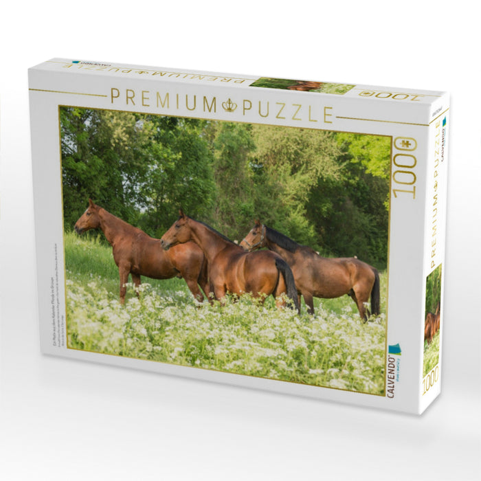 Ein Motiv aus dem Kalender Pferde im Grünen - CALVENDO Foto-Puzzle'