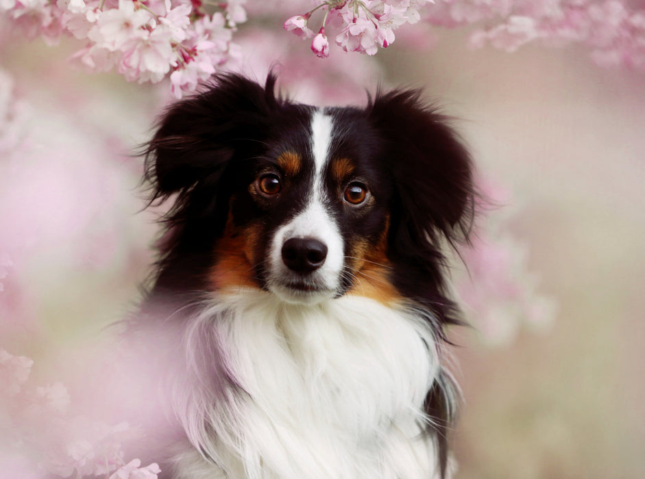 Australian Shepherd Tri Color 2000 Teile Puzzle quer - CALVENDO Foto-Puzzle'