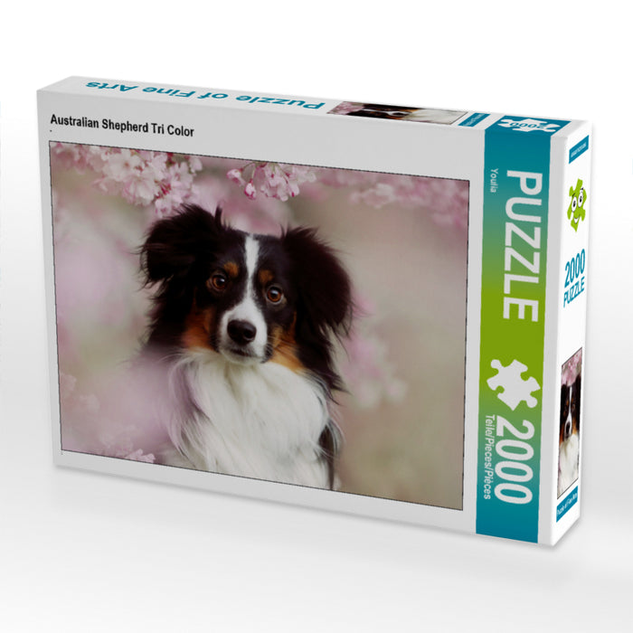 Australian Shepherd Tri Color 2000 Teile Puzzle quer - CALVENDO Foto-Puzzle'