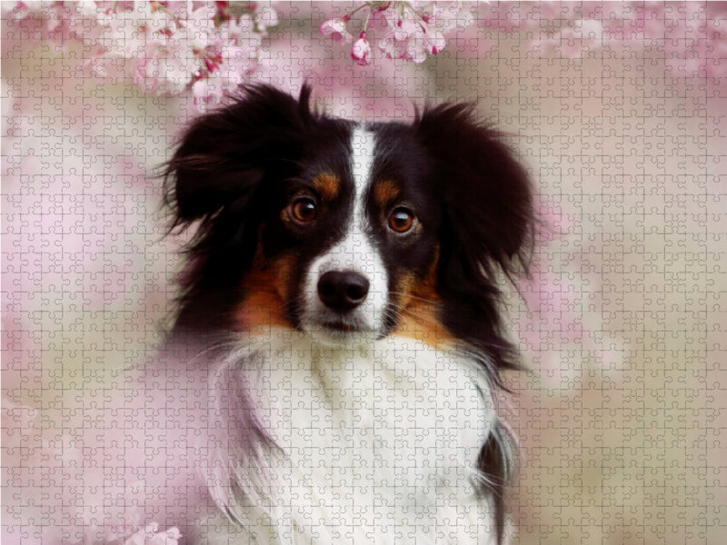Australian Shepherd Tri Color 2000 Teile Puzzle quer - CALVENDO Foto-Puzzle'