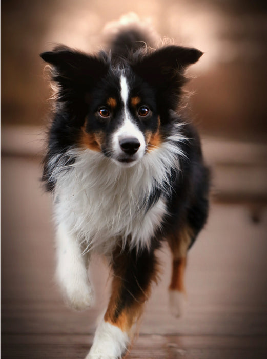 Australian Shepherd Tri Color 2000 Teile Puzzle hoch - CALVENDO Foto-Puzzle'
