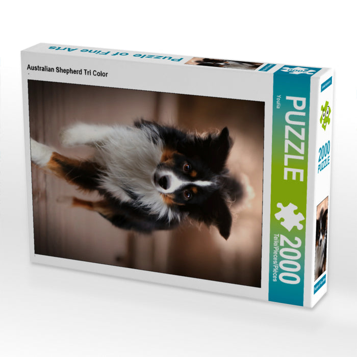 Australian Shepherd Tri Color 2000 Teile Puzzle hoch - CALVENDO Foto-Puzzle'