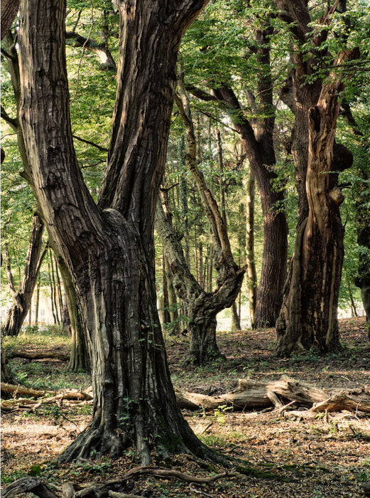 Forest adventure trail, Bad Bentheim - CALVENDO photo puzzle 