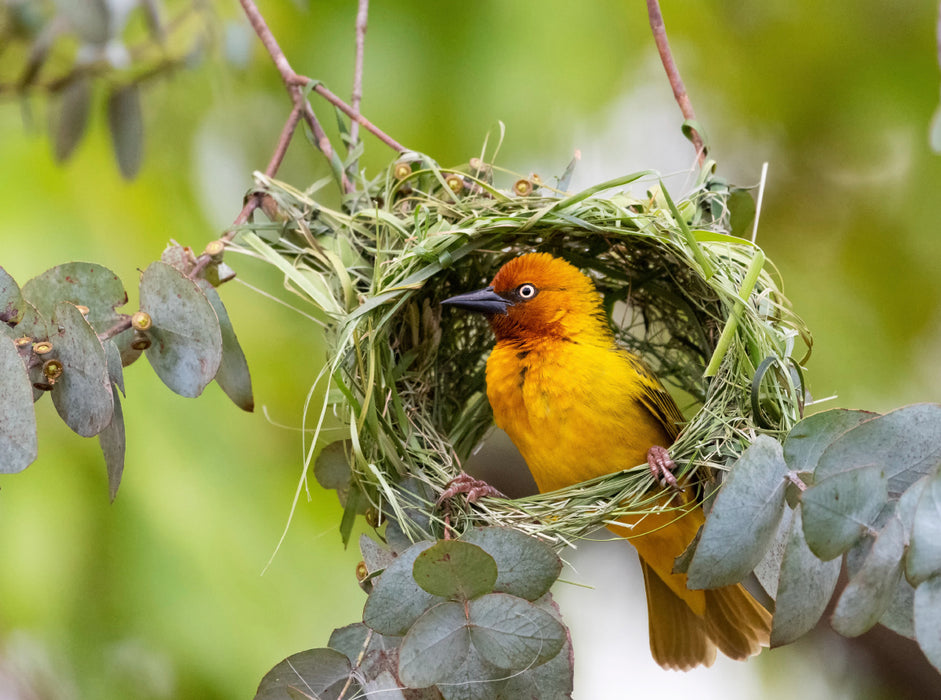 Cape weaver - CALVENDO photo puzzle 