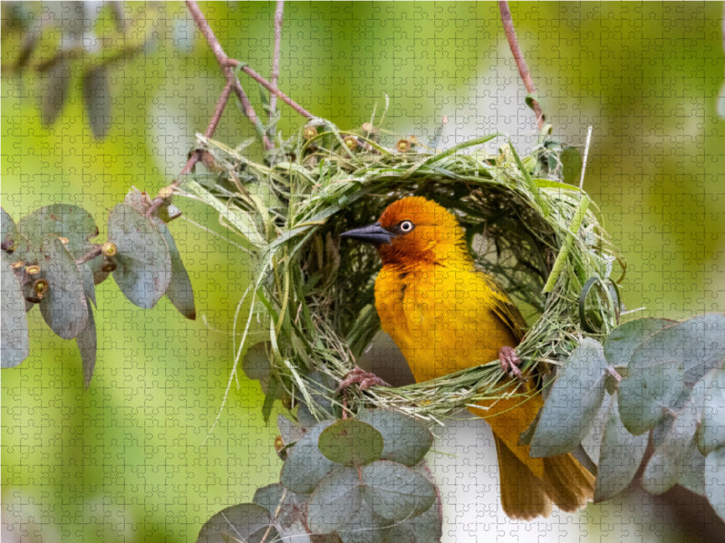 Cape weaver - CALVENDO photo puzzle 