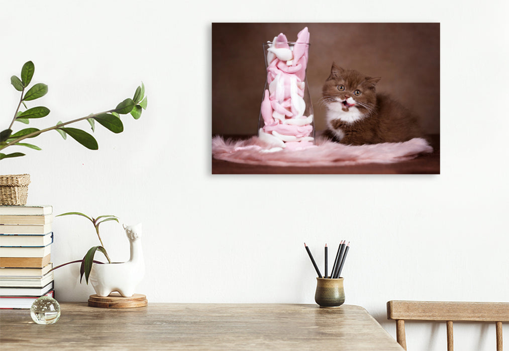 Premium Textil-Leinwand Premium Textil-Leinwand 120 cm x 80 cm quer Ein Motiv aus dem Kalender Katzen - Der Kalender für jeden Katzenliebhaber