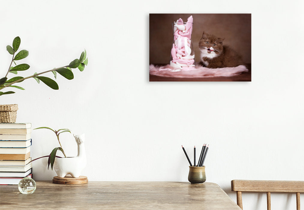 Premium textile canvas Premium textile canvas 120 cm x 80 cm across A motif from the Cats calendar - the calendar for every cat lover 