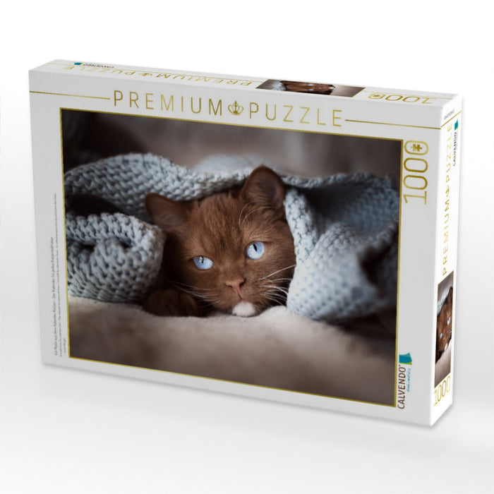 Ein Motiv aus dem Kalender Katzen - Der Kalender für jeden Katzenliebhaber - CALVENDO Foto-Puzzle'