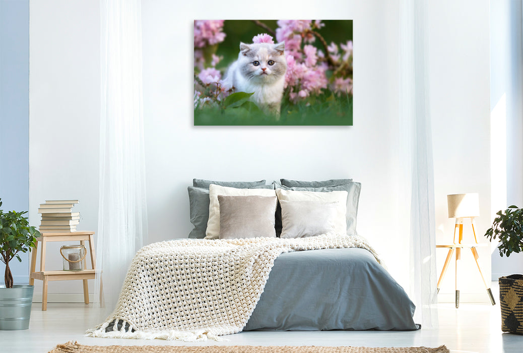 Premium Textil-Leinwand Premium Textil-Leinwand 120 cm x 80 cm quer Katzenkind auf Blumenwiese