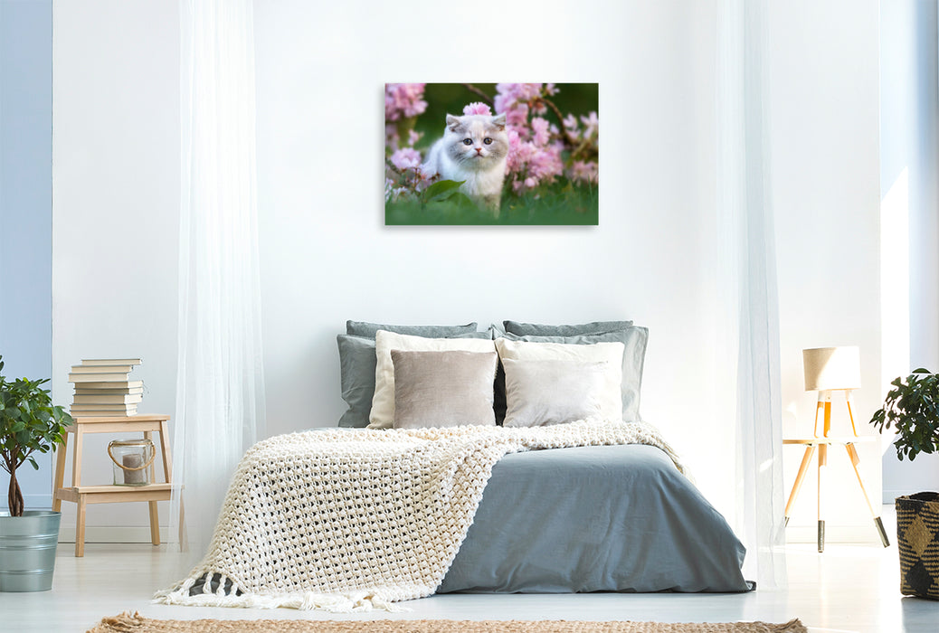 Premium Textil-Leinwand Premium Textil-Leinwand 120 cm x 80 cm quer Katzenkind auf Blumenwiese