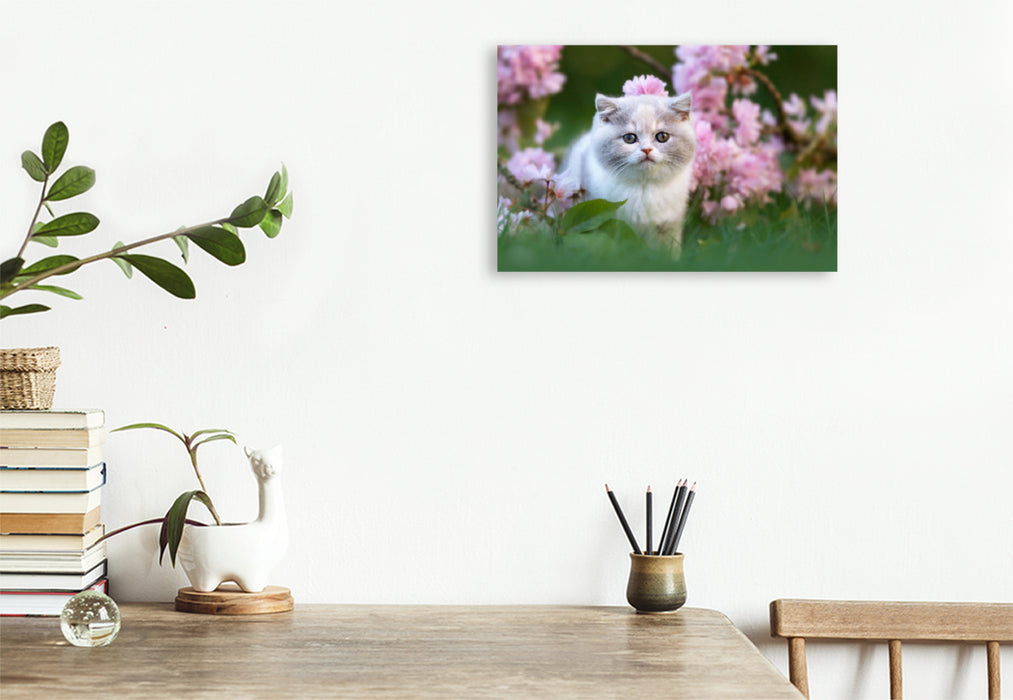 Premium textile canvas Premium textile canvas 120 cm x 80 cm landscape Cat child on flower meadow 