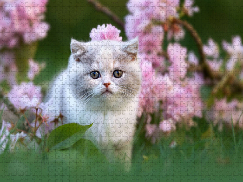 Katzenkind auf Blumenwiese - CALVENDO Foto-Puzzle'
