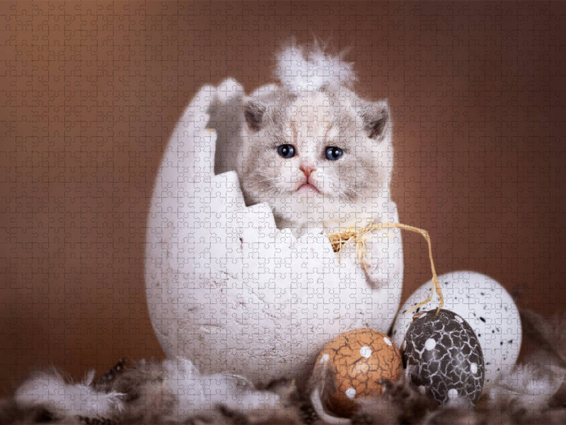 Wie aus dem Ei gepellt _ Kitten sitzt im Osterei - CALVENDO Foto-Puzzle'