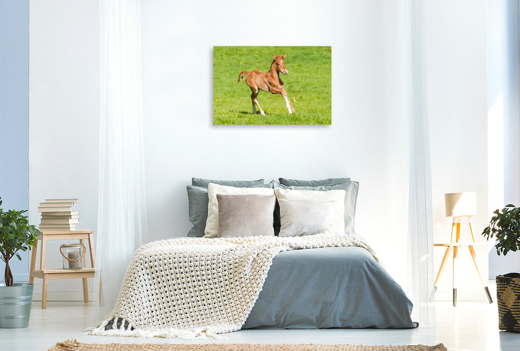 Premium textile canvas Premium textile canvas 120 cm x 80 cm landscape warmblood foal 