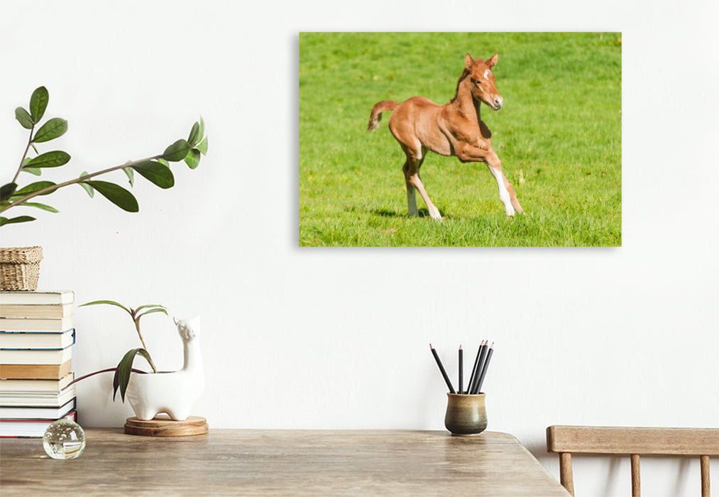 Premium textile canvas Premium textile canvas 120 cm x 80 cm landscape warmblood foal 