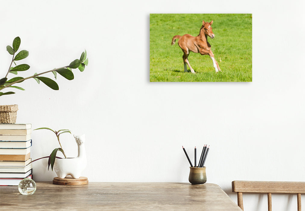 Premium textile canvas Premium textile canvas 120 cm x 80 cm landscape warmblood foal 